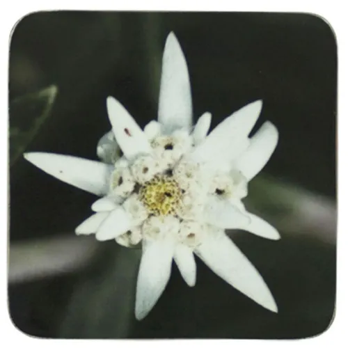 Mars & More glasonderzetter Edelweiss